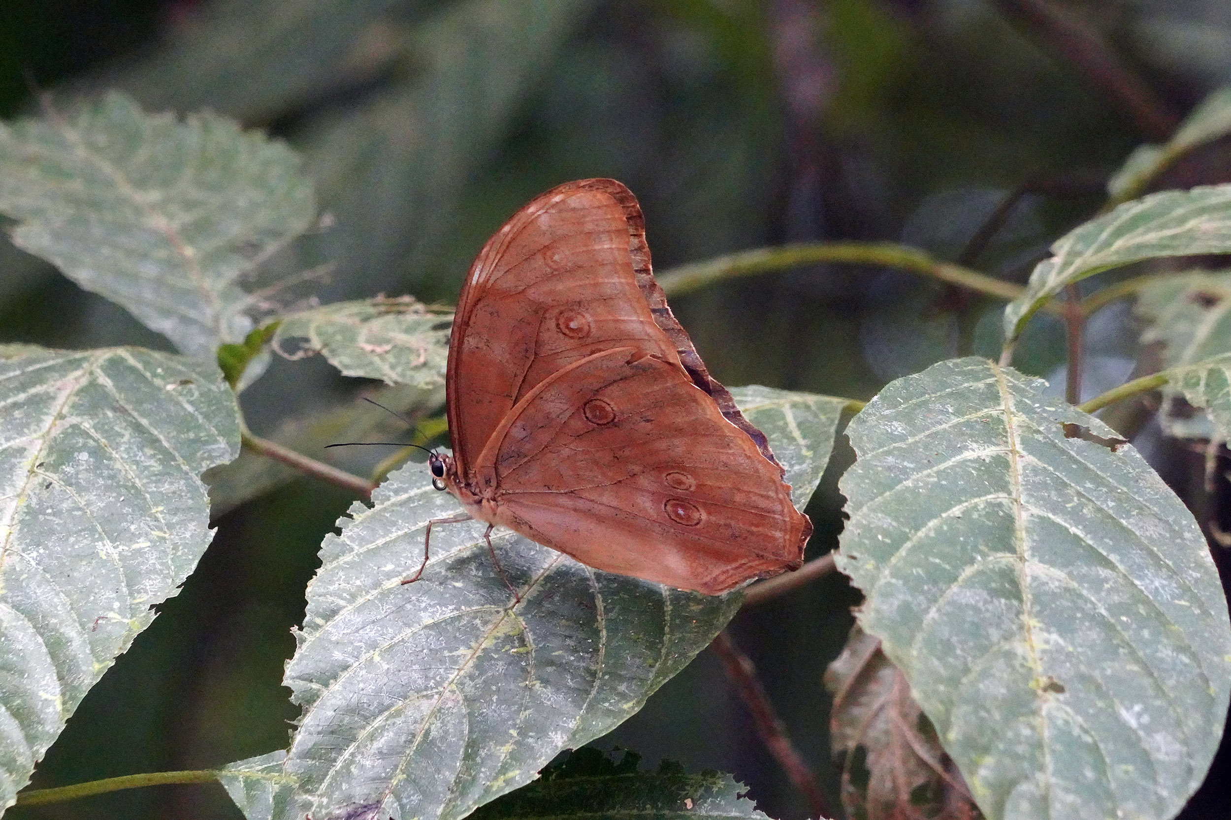 Costa Rica - Février 2025